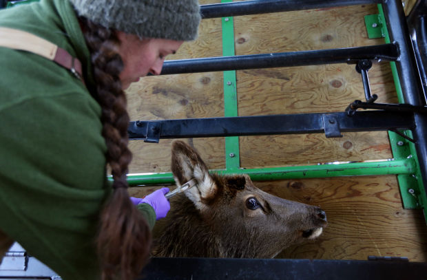 Elk Brucellosis Study